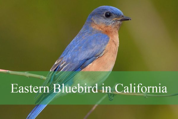 Eastern Bluebird in California