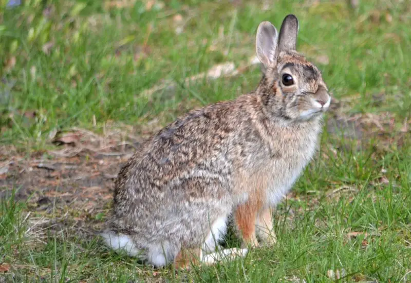 Wild Rabbits in Ohio