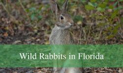4 Types of Wild Rabbits in Florida (With Pictures and Identification)