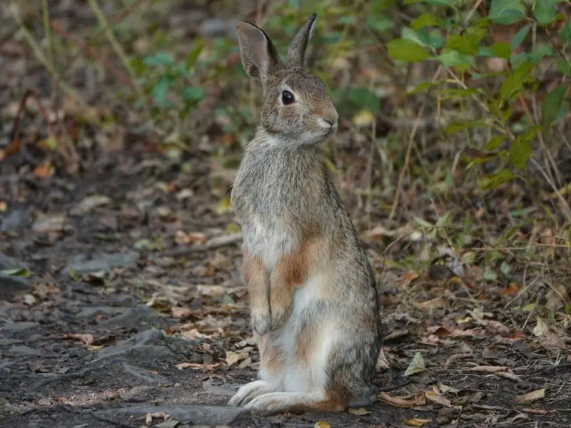 Wild Rabbits in Georgia