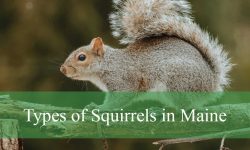 4 Types of Squirrels in Maine (With Pictures and Identification)