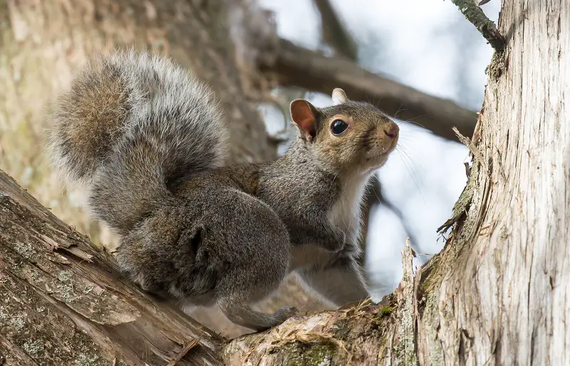 Squirrels in New York