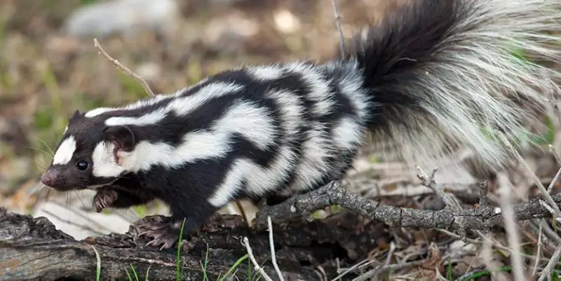 Are There Skunks in Georgia
