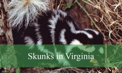 2 Types of Skunks in Virginia (With Pictures and Identification)
