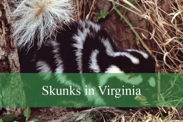 Skunks in Virginia
