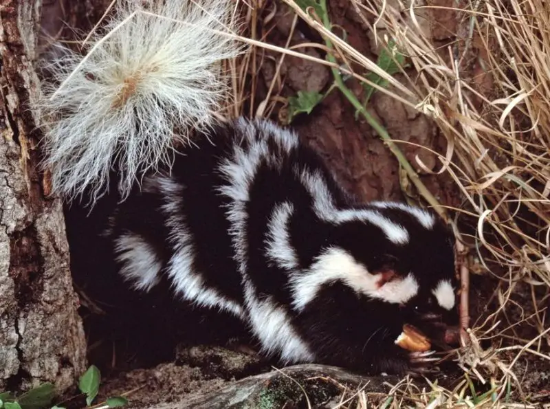 Skunks in Ohio
