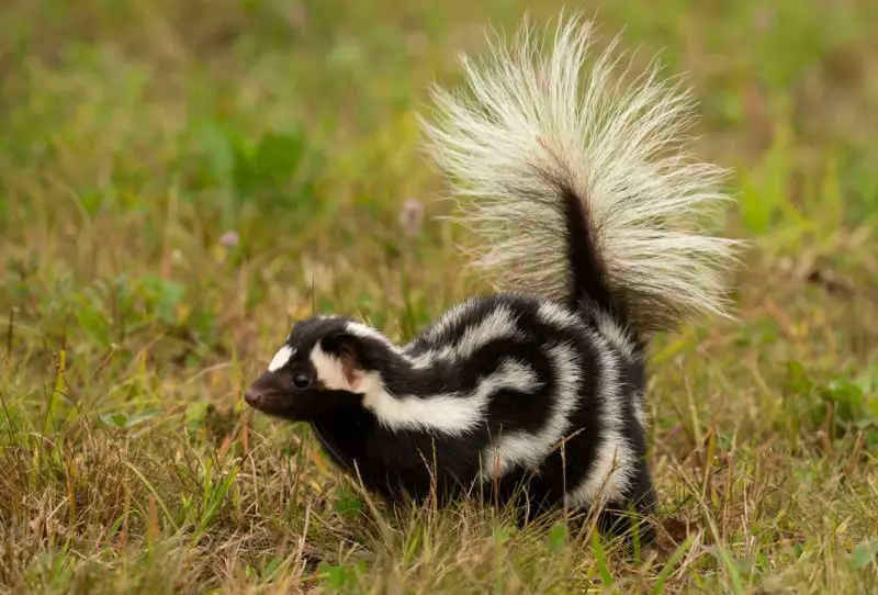 Skunks in Florida