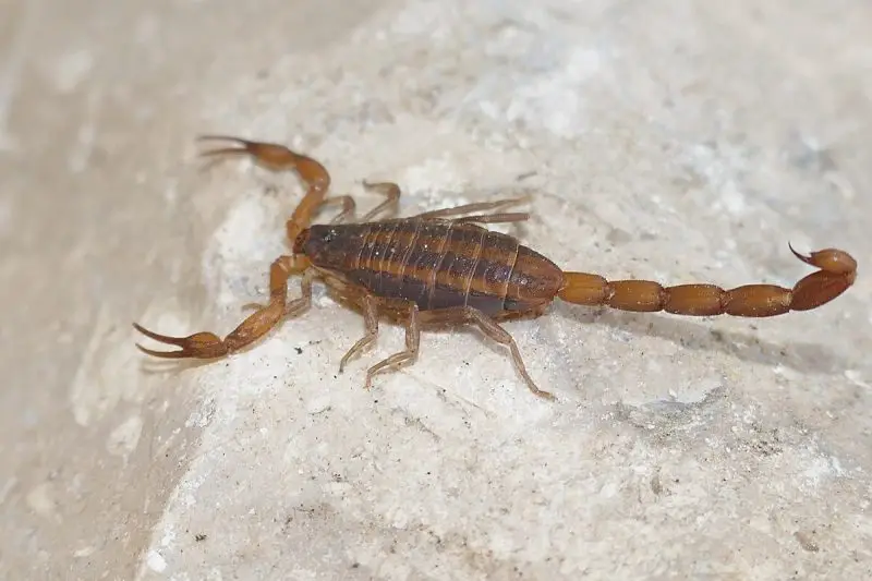 Scorpions in Alabama