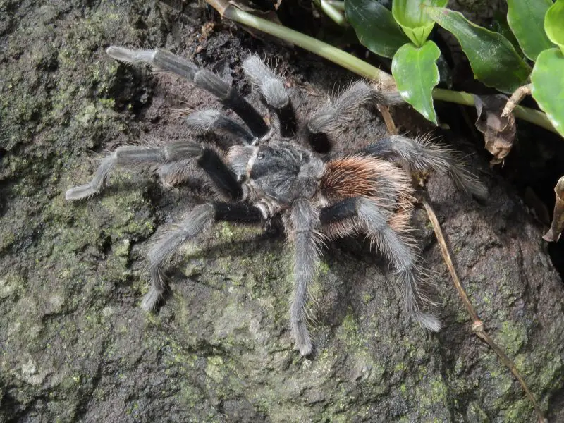 Tarantulas in Texas