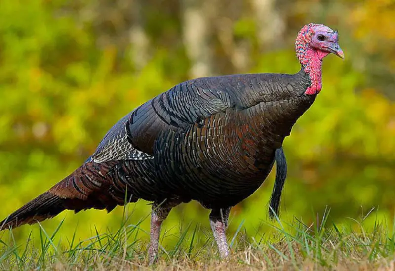 Wild Turkeys in California