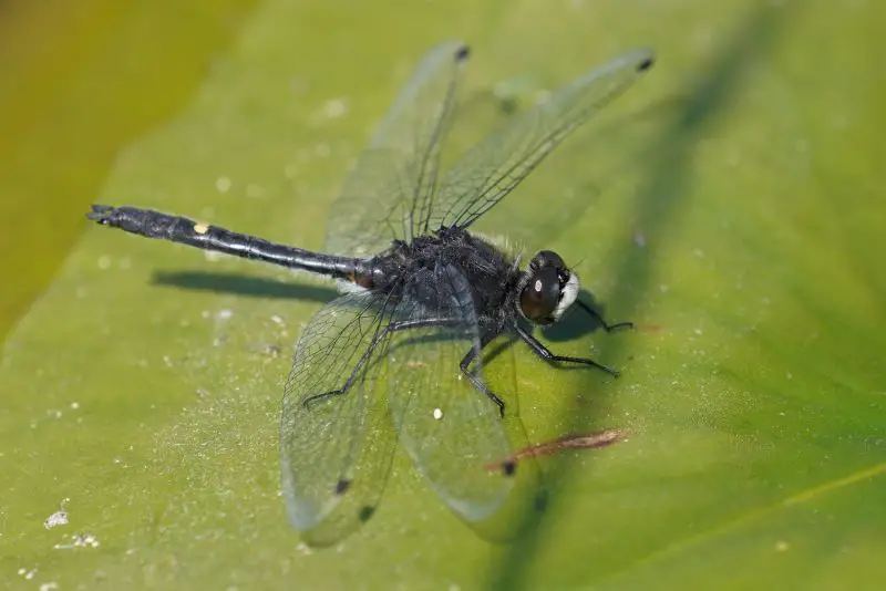 Dragonflies in Ohio