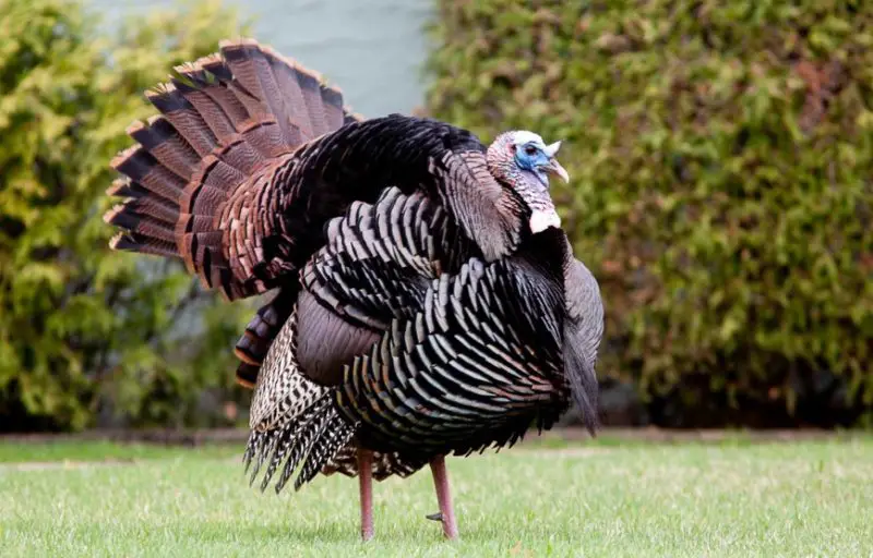 Wild Turkeys in Georgia