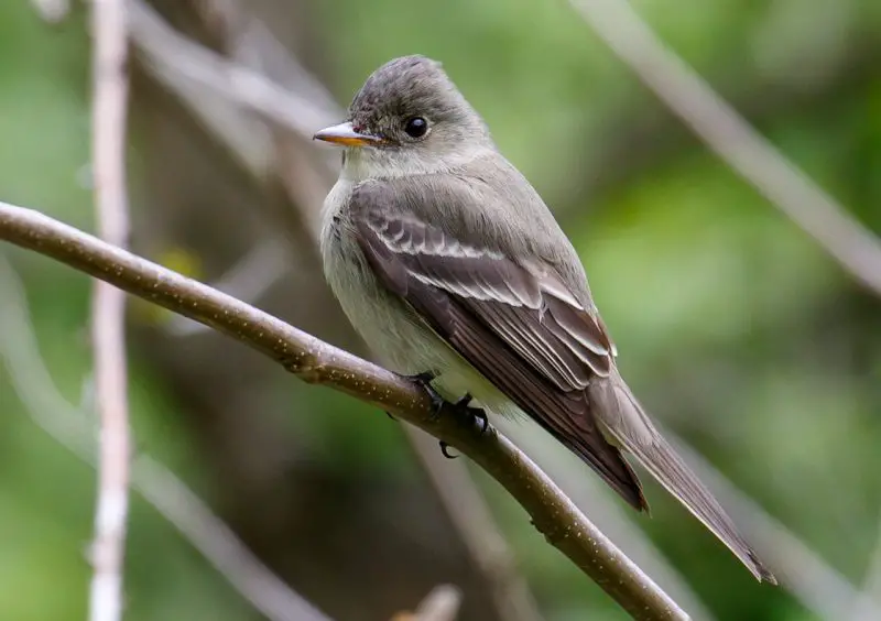 Flycatchers in Texas