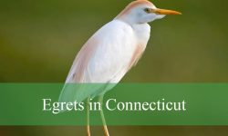 3 Types of Egrets in Connecticut (With Pictures and Identification)