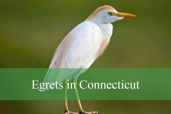 Egrets in Connecticut