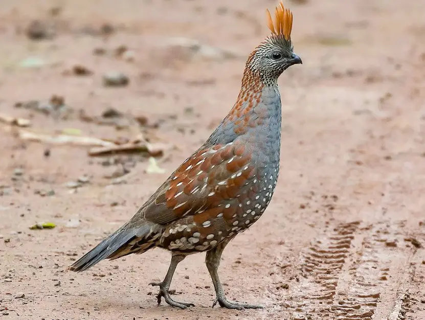 Quail in California