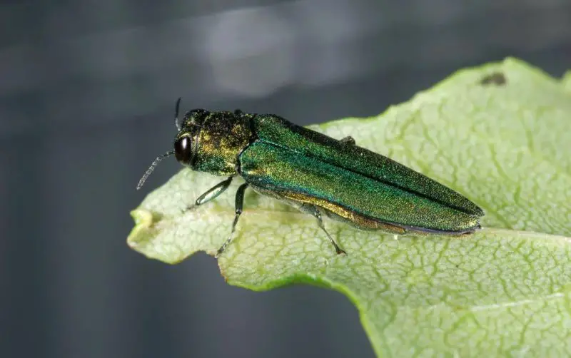 Beetles in Georgia