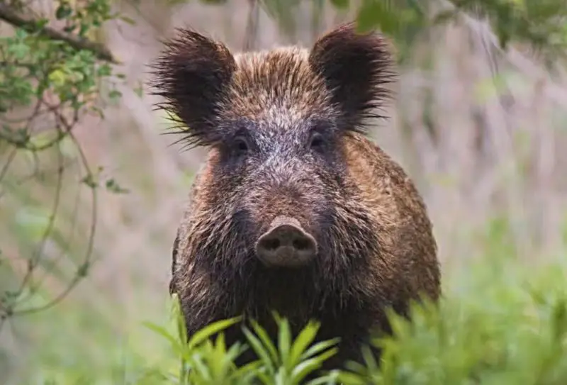 Wild Hogs in Texas