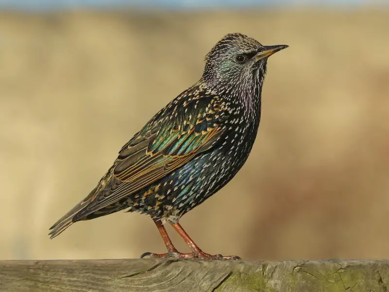 Common Birds in Colorado