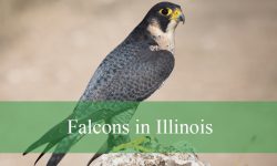 5 Types of Falcons in Illinois (With Pictures and Identification)