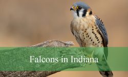 5 Types of Falcons in Indiana (Pictures and Identification)