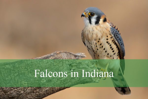 Falcons in Indiana