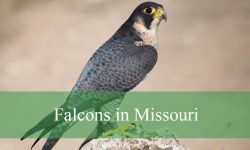 5 Types of Falcons in Missouri (With Pictures and Identification)