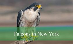 5 Types of Falcons in New York (With Pictures and Identification)