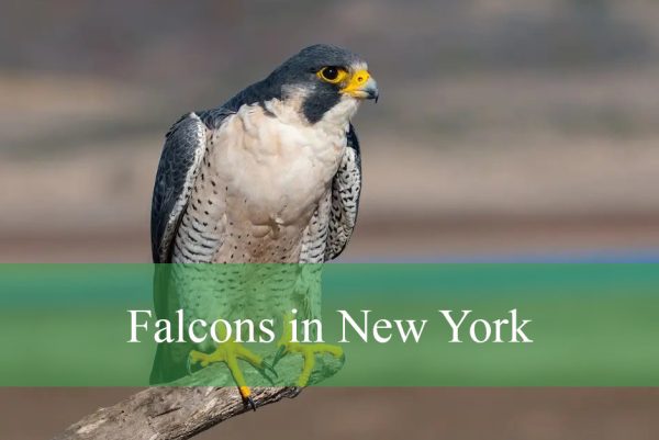 Falcons in New York