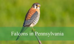 5 Types of Falcons in Pennsylvania (Pictures and Identification)