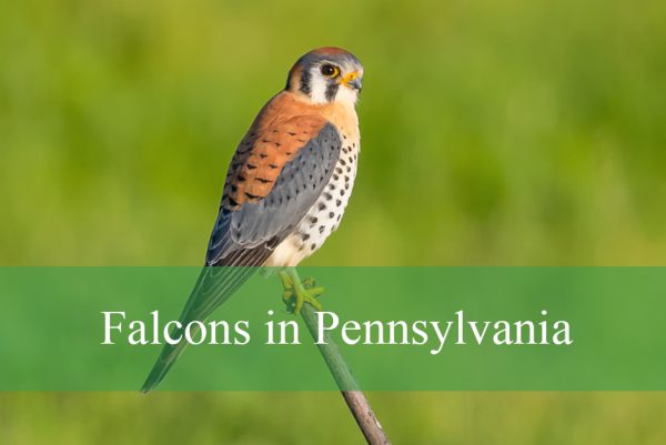 Falcons in Pennsylvania