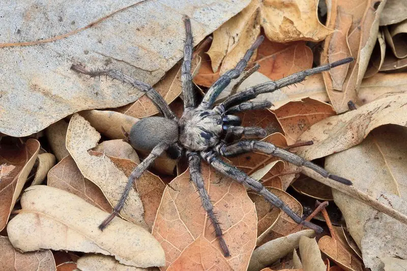 Tarantulas in California