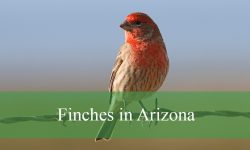 14 Types of Finches in Arizona (With Pictures and Identification)