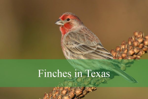 Finches in Texas