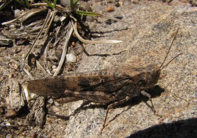 Grasshoppers in California