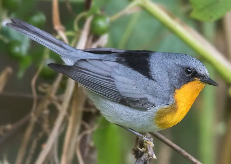 Warblers in Florida