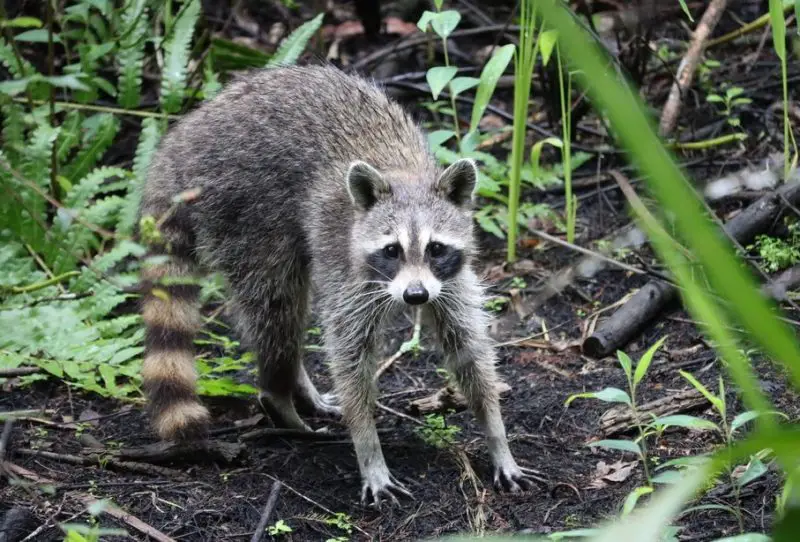Raccoons in Florida