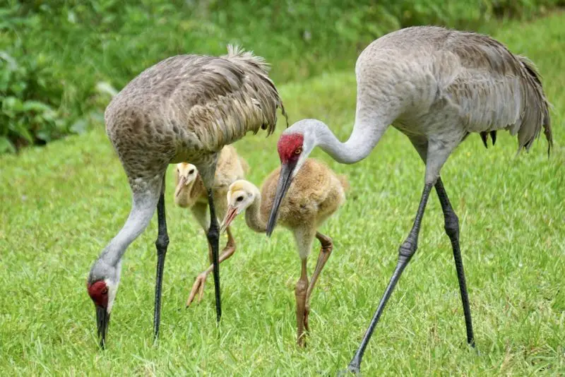 Types of Cranes in Florida