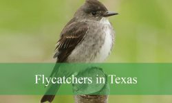 10 Types of Flycatchers in Texas (With Pictures and Identification)