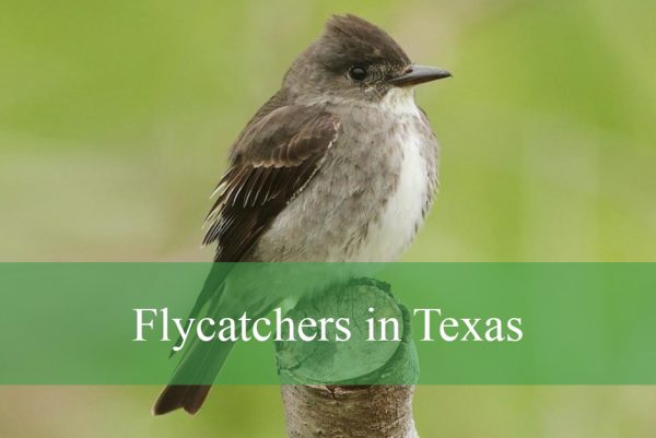Flycatchers in Texas