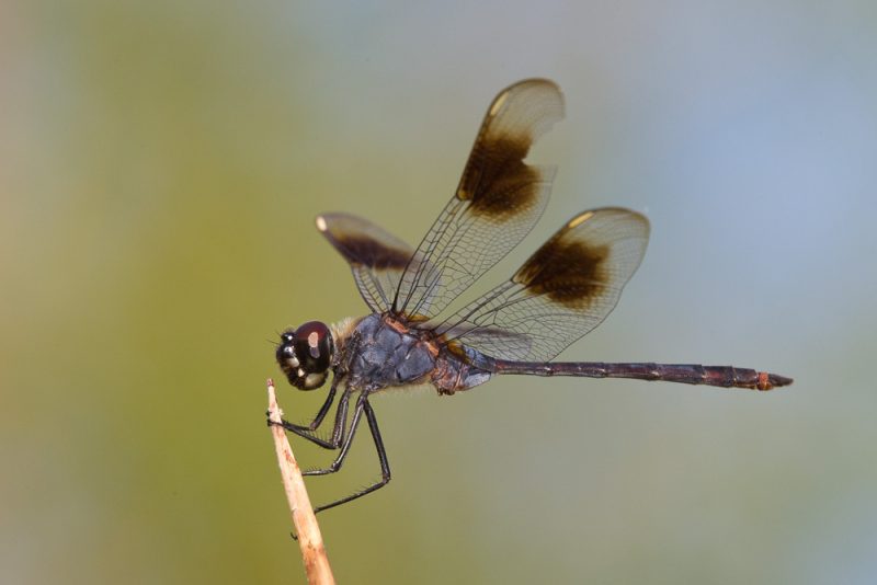 Dragonflies in Florida