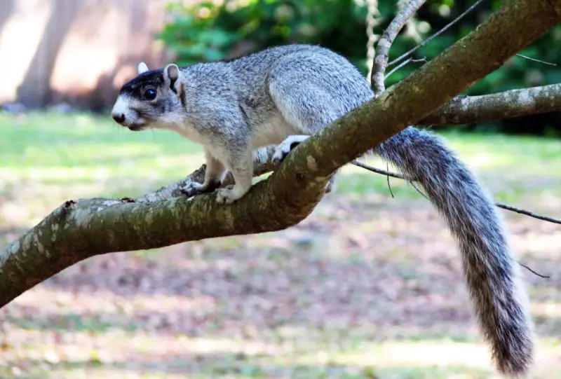 Squirrels in New York