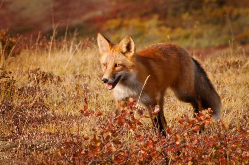 Foxes in Illinois