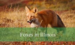 Shocking Truth About Foxes in Illinois No One Talks About