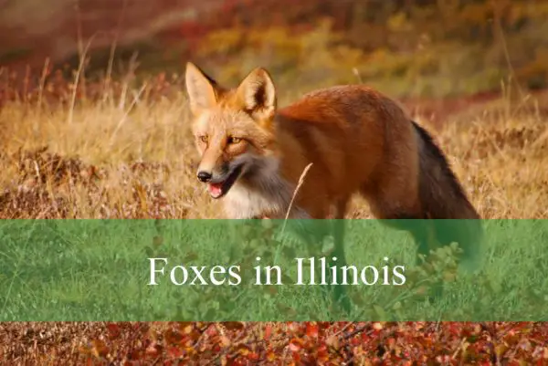 Foxes in Illinois