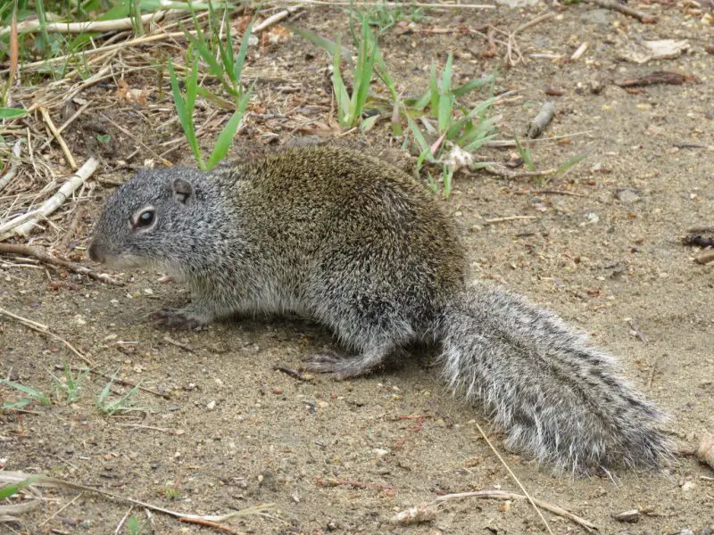 Squirrels in Wisconsin