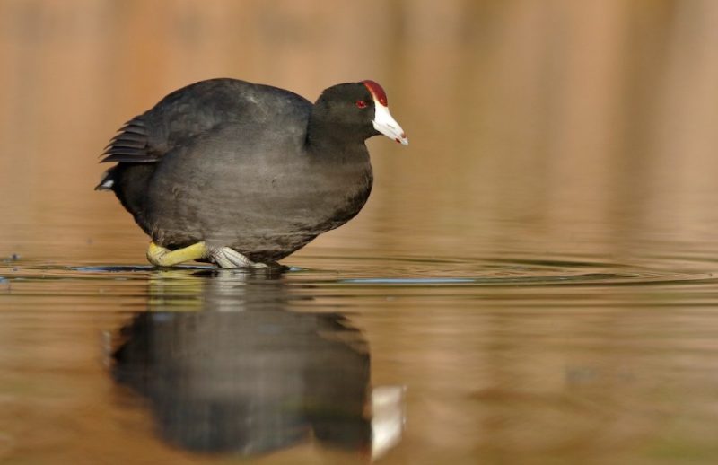 Common Birds in Hawaii