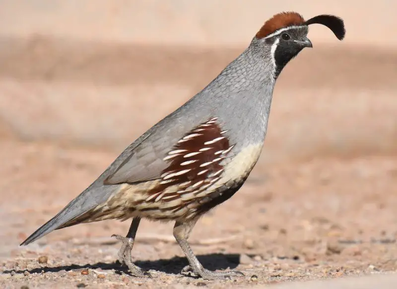 Quail in Arizona