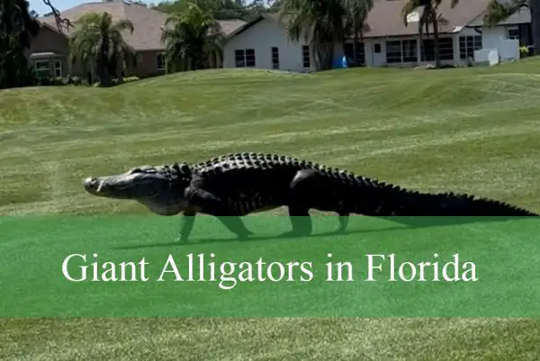 Giant Alligators in Florida
