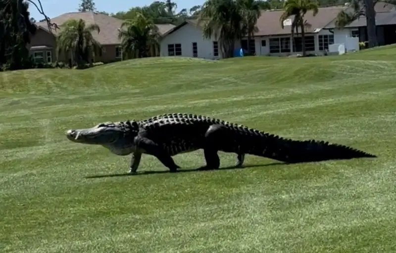Giant Alligators in Florida
